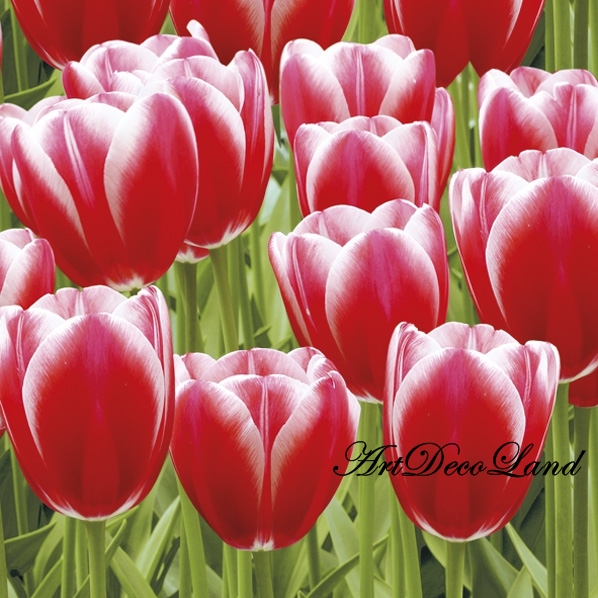 Red Tulips Power