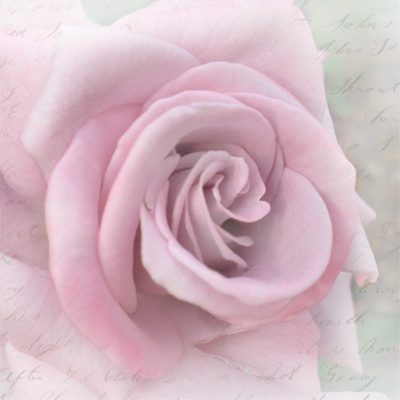 Vintage Pink Rose