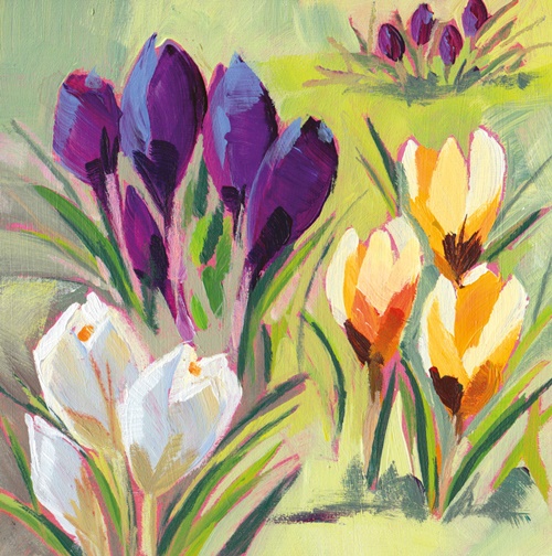 Crocus Museum 25cm