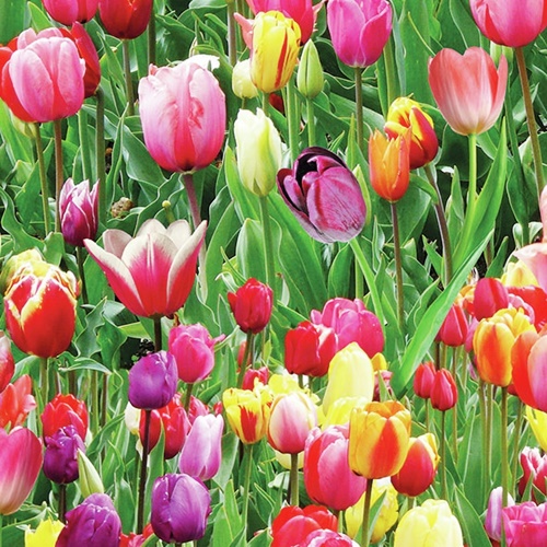 Tulips Field
