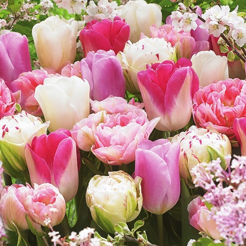 Pink Tulips