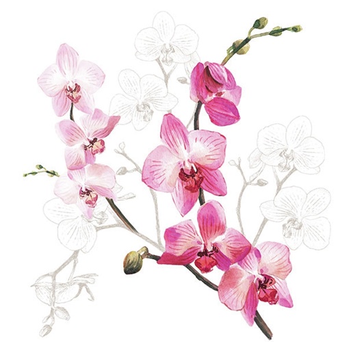 Orchid