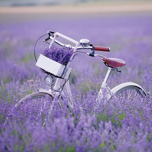 Bike In Lavender Field