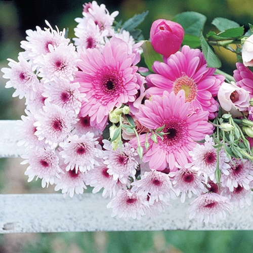 Gerberas