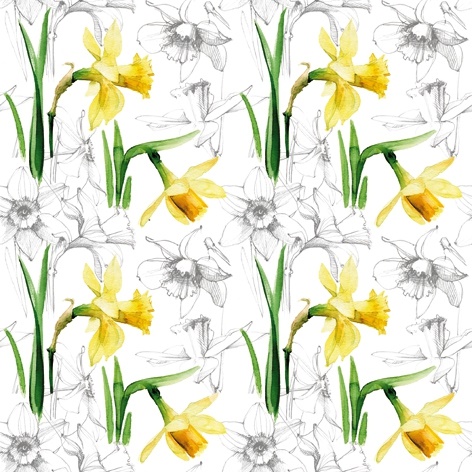 Narcissus Sketch