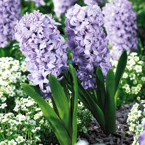Purple Hyacinths