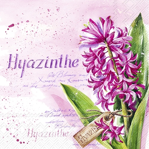 Hyazinthe in Pink