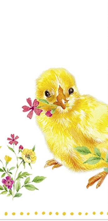 Chicks - PACHET