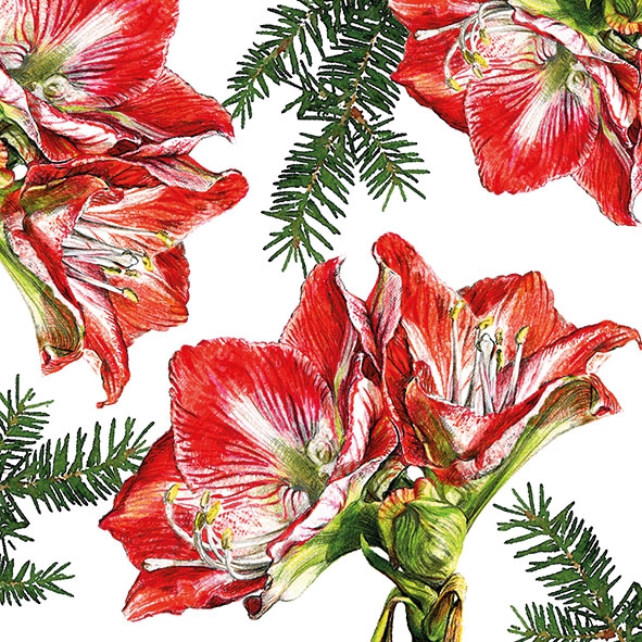 Painted Amaryllis