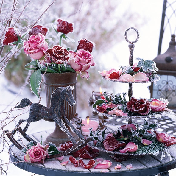 New Frozen Roses