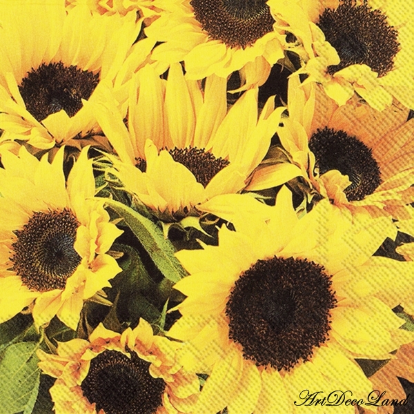 Sunflower Field