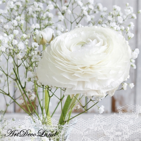 White Dream